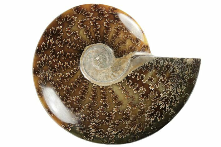 Polished Ammonite Fossil - Madagascar #191516